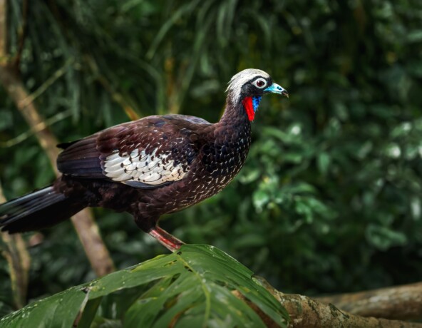 Black fronted piping guan bird