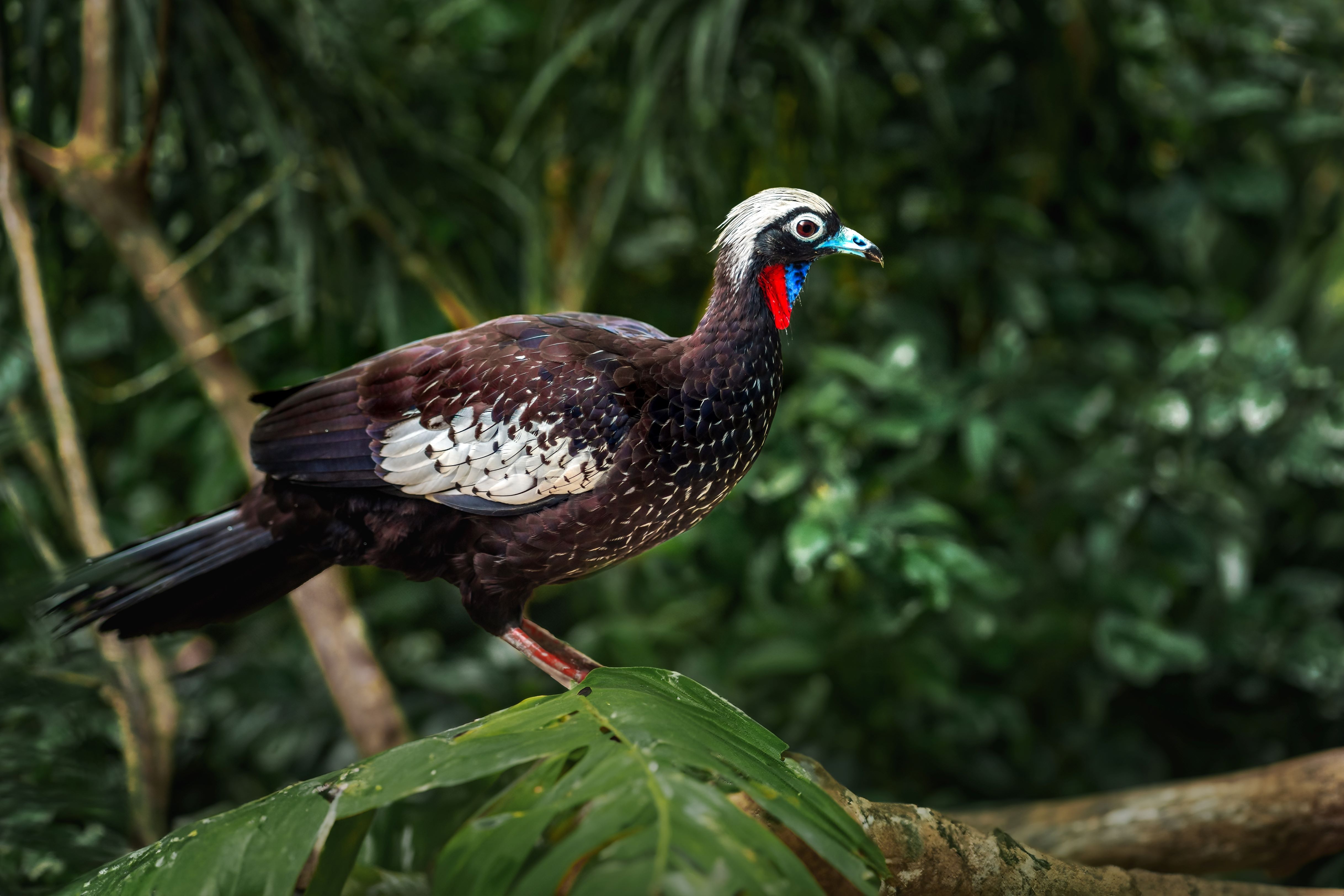 Black fronted piping guan bird