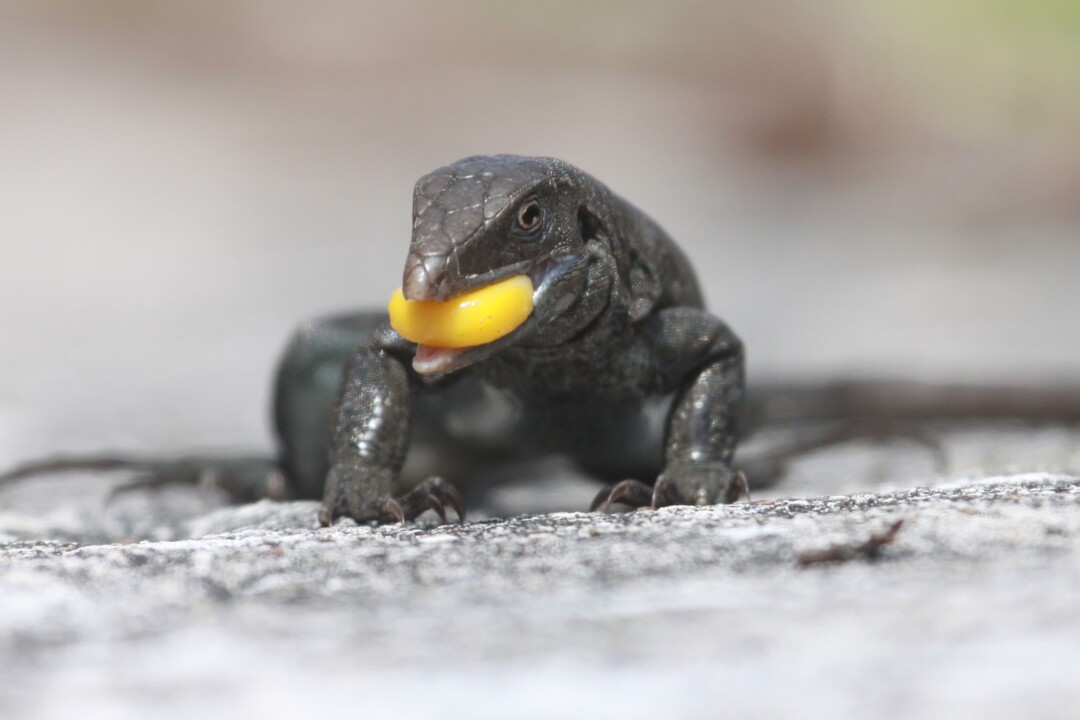 A Sombrero ground lizard