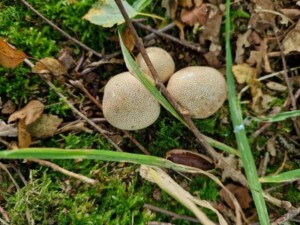 Cluster of fungi