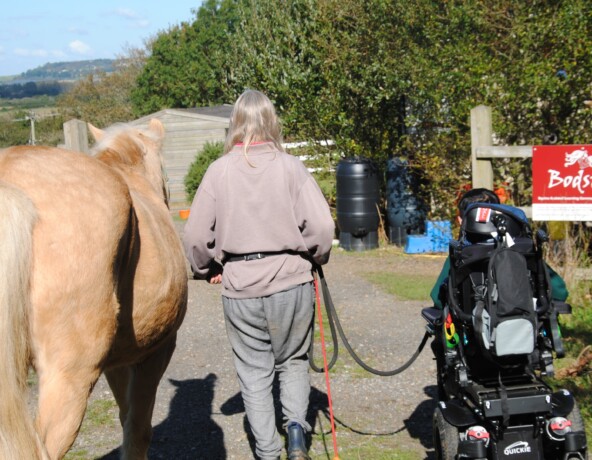 Pony leading wheelchair user