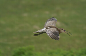 Curlew