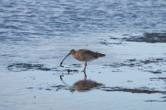 Curlew