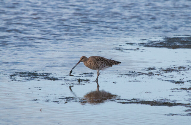 Curlew